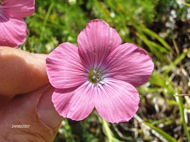 Gen Linum, stato dell''arte su NM